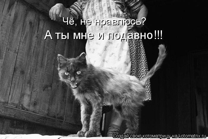 Чё, не нравлюсь? А ты мне и подавно!!!... Котоматрица: Чё, не нравлюсь? А ты мне и подавно!!!