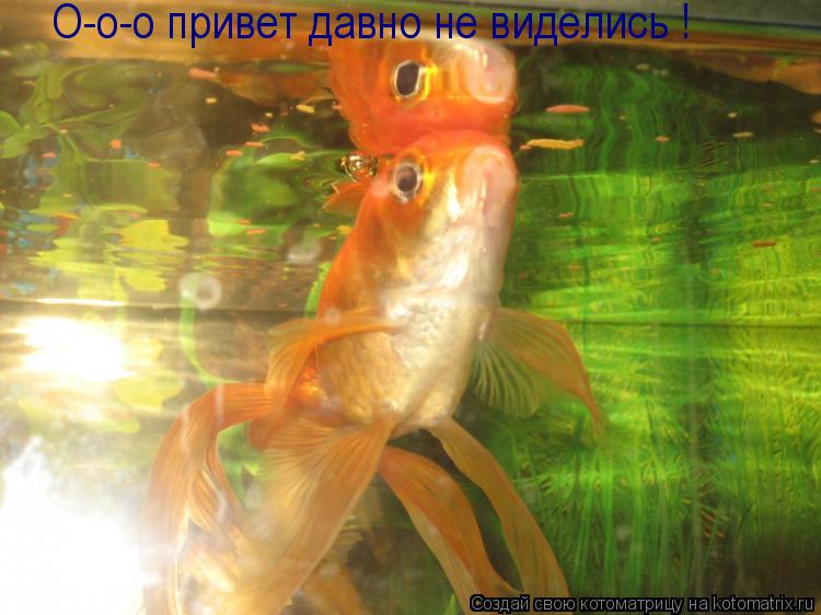 О-о-о привет давно не виделись !... Котоматрица: О-о-о привет давно не виделись !