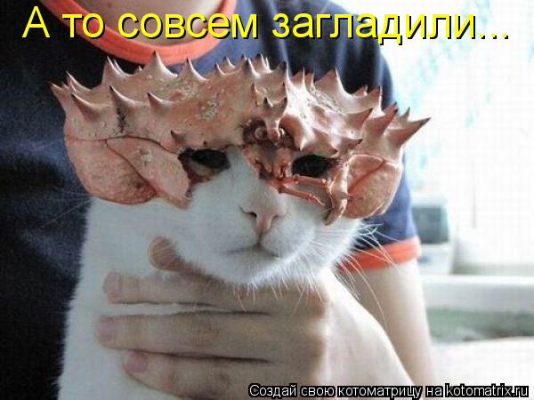 А то совсем загладили...... Котоматрица: А то совсем загладили...