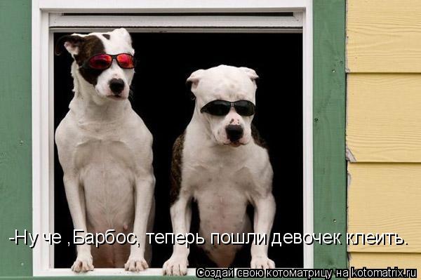 -Ну че ,Барбос, теперь пошли девочек клеить.... Котоматрица: -Ну че ,Барбос, теперь пошли девочек клеить.