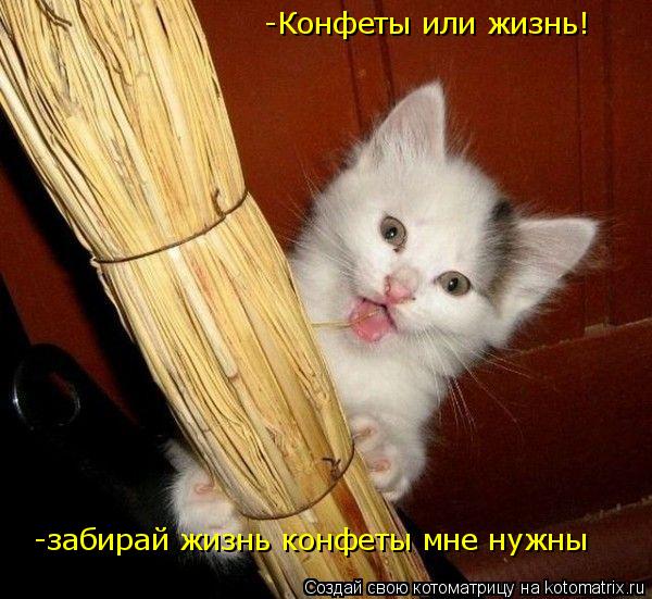 -Конфеты или жизнь! -забирай жизнь конфеты мне нужны... Котоматрица: -Конфеты или жизнь! -забирай жизнь конфеты мне нужны