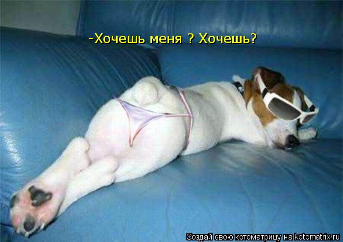 -Хочешь меня ? Хочешь?... Котоматрица: -Хочешь меня ? Хочешь?