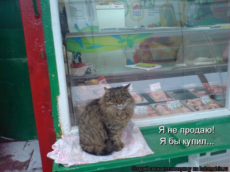 Котоматрица: Я не продаю! Я бы купил...