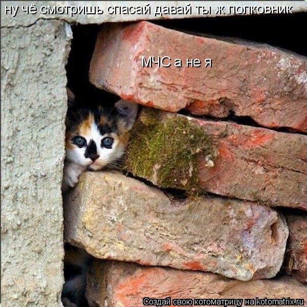 ну чё смотришь спасай давай ты ж полковник МЧС а не я... Котоматрица: ну чё смотришь спасай давай ты ж полковник МЧС а не я