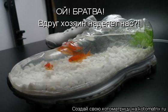 ОЙ! БРАТВА! Вдруг хозяин наденет нас?!... Котоматрица: ОЙ! БРАТВА! Вдруг хозяин наденет нас?!