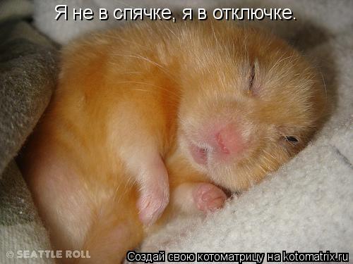 Я не в спячке, я в отключке.... Котоматрица: Я не в спячке, я в отключке.
