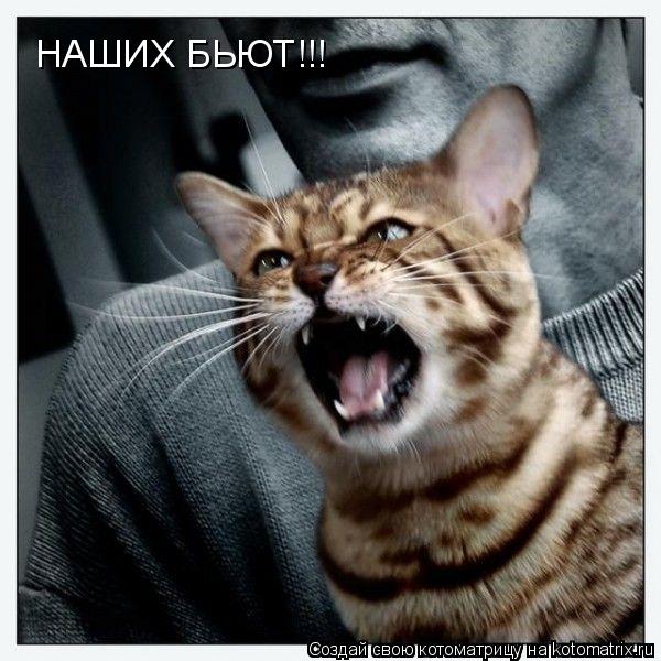 НАШИХ БЬЮТ!!!... Котоматрица: НАШИХ БЬЮТ!!!