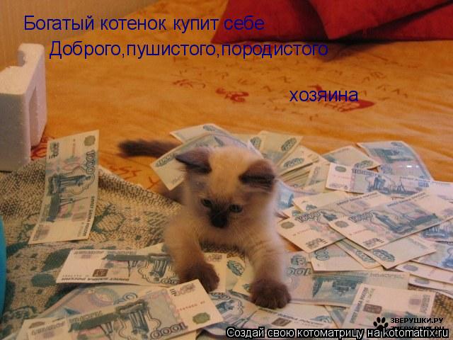Котоматрица: Богатый котенок купит себе Доброго,пушистого,породистого  хозяина