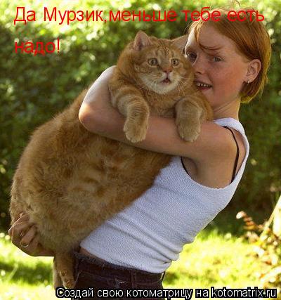 Да Мурзик,меньше тебе есть надо!... Котоматрица: Да Мурзик,меньше тебе есть надо!