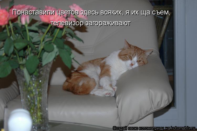 Понаставили цветов здесь всяких, я их ща съем, телевизор загораживают... Котоматрица: Понаставили цветов здесь всяких, я их ща съем, телевизор загораживают