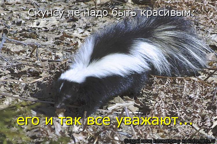 Скунсу не надо быть красивым: его и так все уважают...... Котоматрица: Скунсу не надо быть красивым: его и так все уважают...