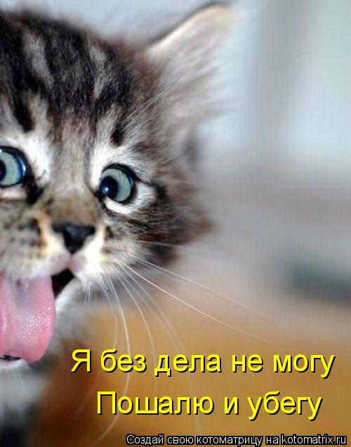 Котоматрица: Я без дела не могу Пошалю и убегу
