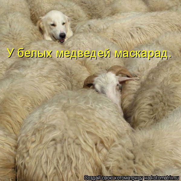 Котоматрица: У белых медведей маскарад.