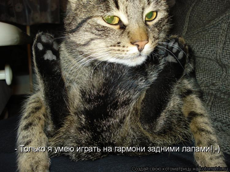 - Только я умею играть на гармони задними лапами!;-)... Котоматрица: - Только я умею играть на гармони задними лапами!;-)