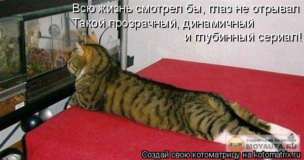 Котоматрица: Всю жизнь смотрел бы, глаз не отрывал Такой прозрачный, динамичный и глубинный сериал!