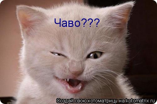 Чаво???... Котоматрица: Чаво???