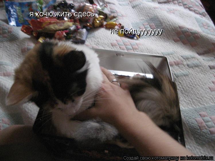 я хочю жить сдесь не пойдууууууу... Котоматрица: я хочю жить сдесь не пойдууууууу