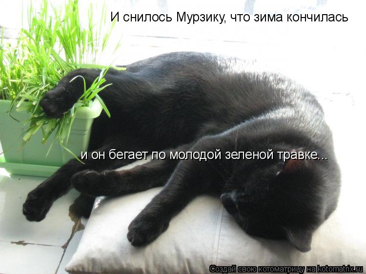 И снилось Мурзику, что зима кончилась и он бегает по молодой зеленой травке...... Котоматрица: И снилось Мурзику, что зима кончилась и он бегает по молодой зеленой травке...