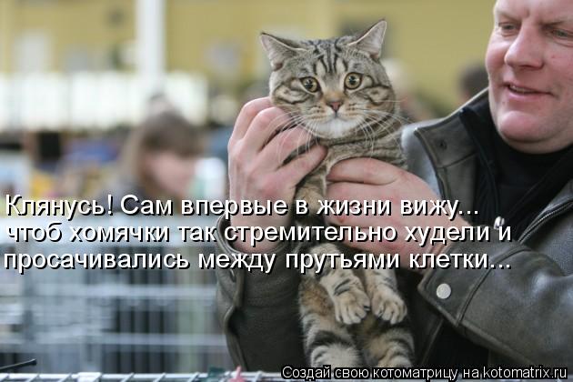 Клянусь! Сам впервые в жизни вижу... чтоб хомячки так стремительно худели и просачивались между прут... Котоматрица: Клянусь! Сам впервые в жизни вижу... чтоб хомячки так стремительно худели и просачивались между прутьями клетки...