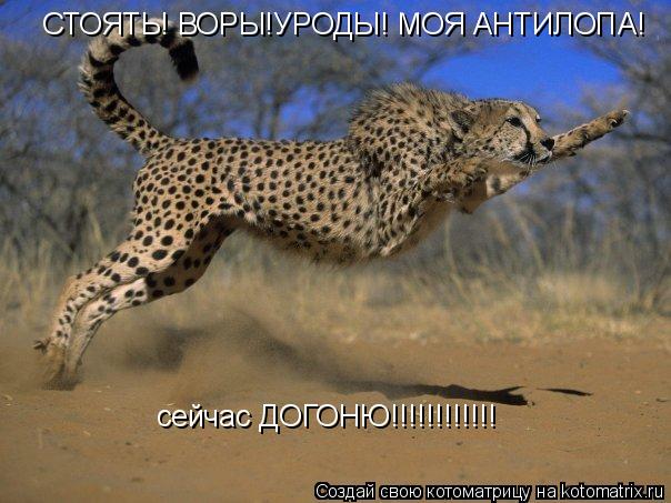 СТОЯТЬ! ВОРЫ!УРОДЫ! МОЯ АНТИЛОПА! сейчас ДОГОНЮ!!!!!!!!!!!!... Котоматрица: СТОЯТЬ! ВОРЫ!УРОДЫ! МОЯ АНТИЛОПА! сейчас ДОГОНЮ!!!!!!!!!!!!