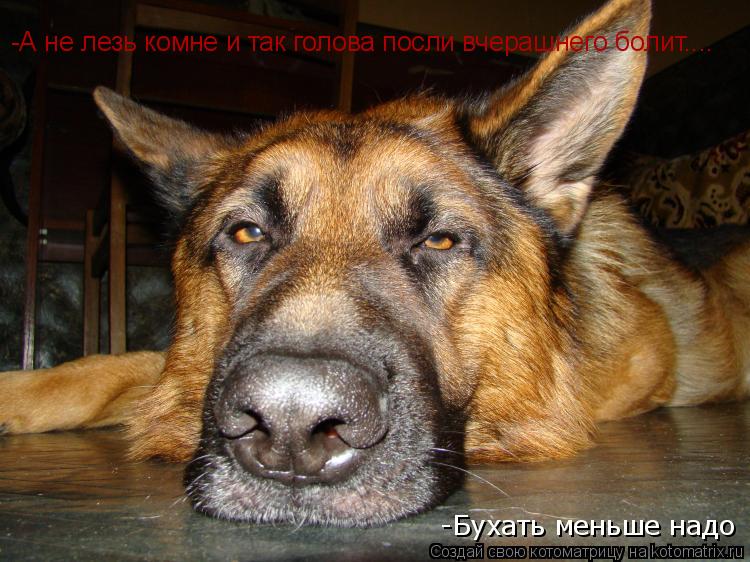 -А не лезь комне и так голова посли вчерашнего болит.... -Бухать меньше надо... Котоматрица: -А не лезь комне и так голова посли вчерашнего болит.... -Бухать меньше надо