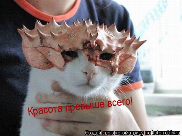 Красота превыше всего!... Котоматрица: Красота превыше всего!