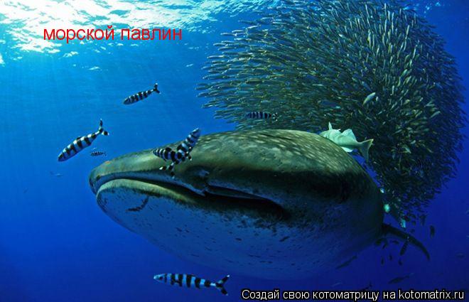 морской павлин... Котоматрица: морской павлин
