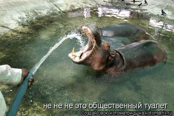не не не это общественный туалет... Котоматрица: не не не это общественный туалет