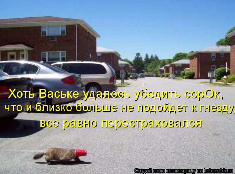 что и близко больше не подойдет к гнезду, все равно перестраховался Хоть Ваське удалось убедить сорОк... Котоматрица: что и близко больше не подойдет к гнезду, все равно перестраховался Хоть Ваське удалось убедить сорОк,
