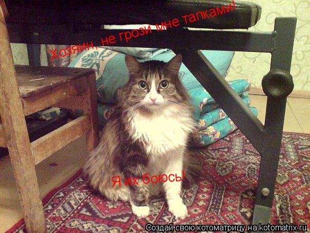 Хозяин, не грози мне тапками! Я их боюсь!... Котоматрица: Хозяин, не грози мне тапками! Я их боюсь!