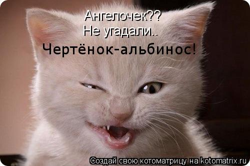 Ангелочек?? Не угадали.. Чертёнок-альбинос!... Котоматрица: Ангелочек?? Не угадали.. Чертёнок-альбинос!
