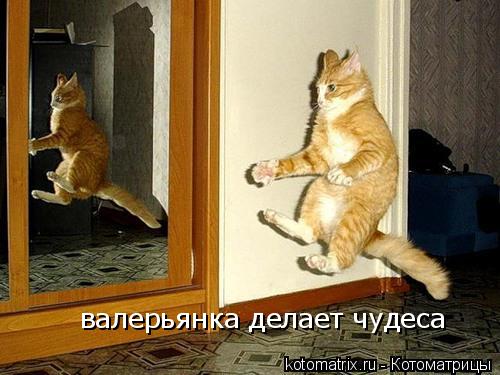 валерьянка делает чудеса... Котоматрица: валерьянка делает чудеса