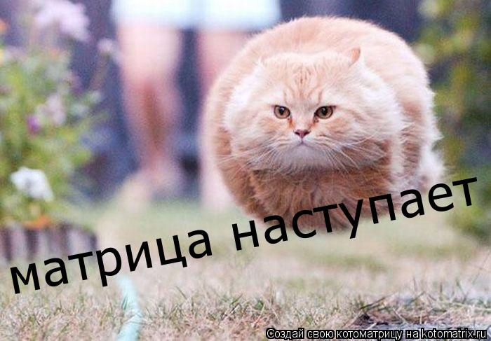 матрица наступает... Котоматрица: матрица наступает
