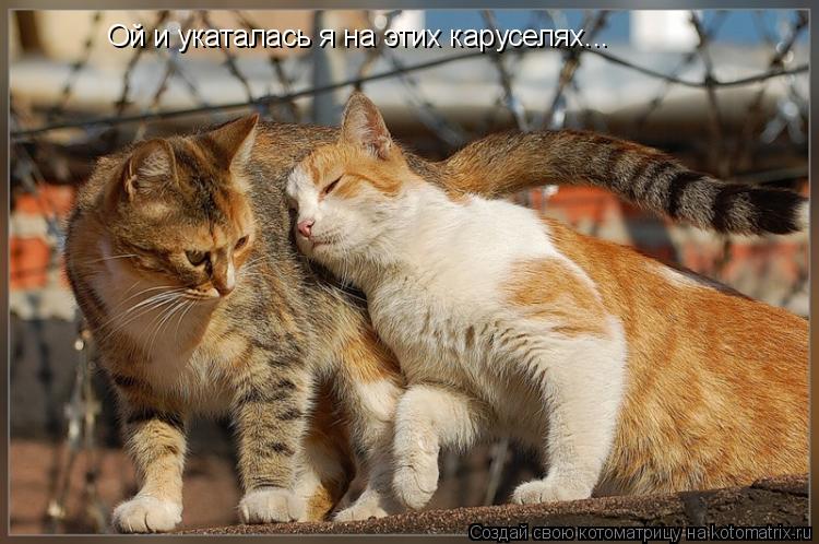 Ой и укаталась я на этих каруселях...... Котоматрица: Ой и укаталась я на этих каруселях...