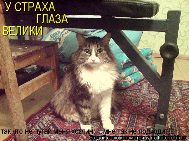 У СТРАХА ГЛАЗА так что не пугай меня хозяин..... мне так не подходит!! ВЕЛИКИ... Котоматрица: У СТРАХА ГЛАЗА так что не пугай меня хозяин..... мне так не подходит!! ВЕЛИКИ