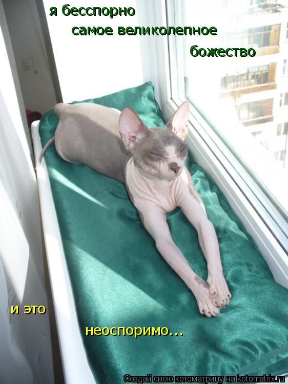 я бесспорно самое великолепное божество и это неоспоримо...... Котоматрица: я бесспорно самое великолепное божество и это неоспоримо...