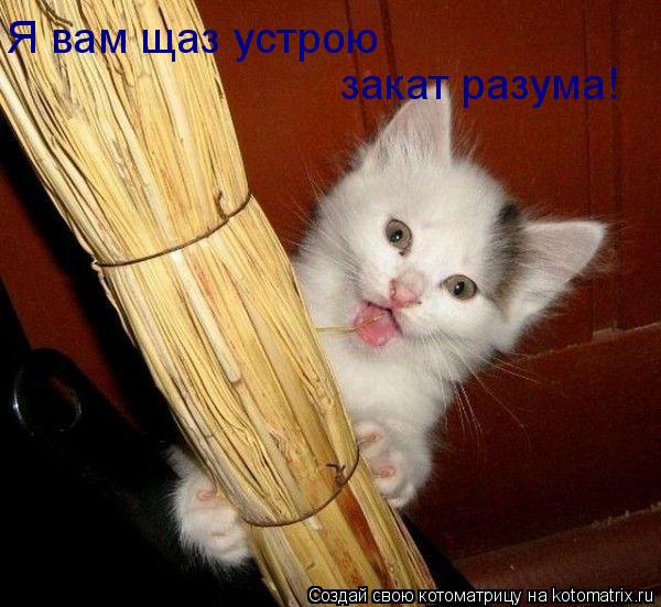 Я вам щаз устрою закат разума!... Котоматрица: Я вам щаз устрою закат разума!
