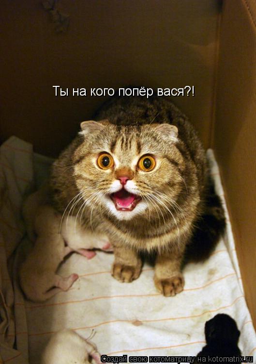 Ты на кого попёр вася?!... Котоматрица: Ты на кого попёр вася?!