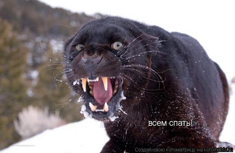 всем спать!... Котоматрица: всем спать!