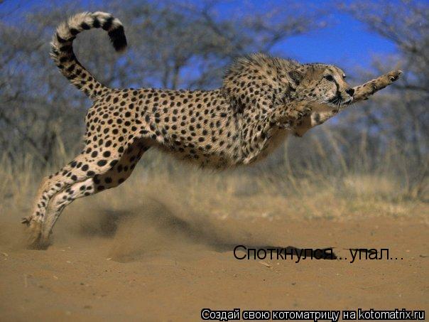 Споткнулся...упал...... Котоматрица: Споткнулся...упал...