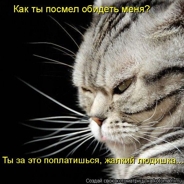 Как ты посмел обидеть меня? Ты за это поплатишься, жалкий людишка....... Котоматрица: Как ты посмел обидеть меня? Ты за это поплатишься, жалкий людишка....