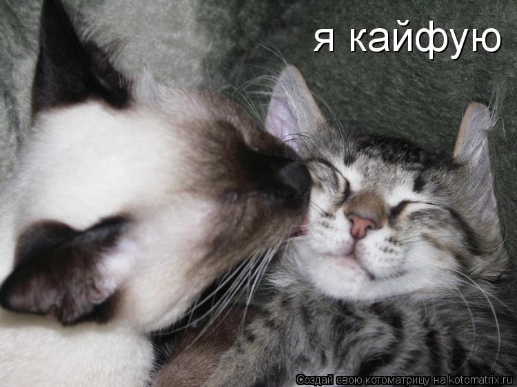 я кайфую... Котоматрица: я кайфую