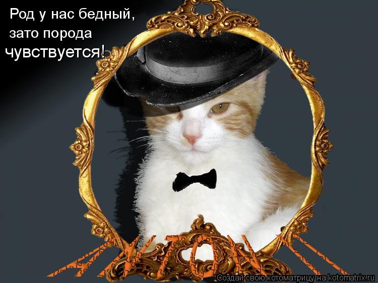 Род у нас бедный, зато порода чувствуется!... Котоматрица: Род у нас бедный, зато порода чувствуется!