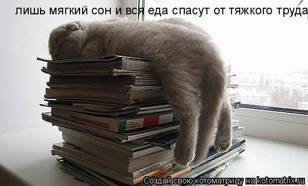 лишь мягкий сон и вся еда спасут от тяжкого труда... Котоматрица: лишь мягкий сон и вся еда спасут от тяжкого труда