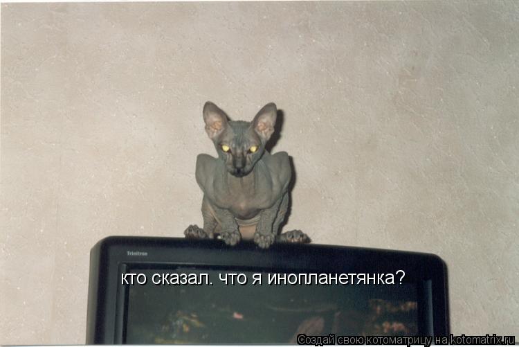 кто сказал. что я инопланетянка?... Котоматрица: кто сказал. что я инопланетянка?