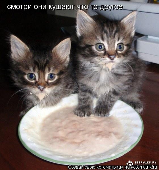 смотри они кушают что то другое... Котоматрица: смотри они кушают что то другое