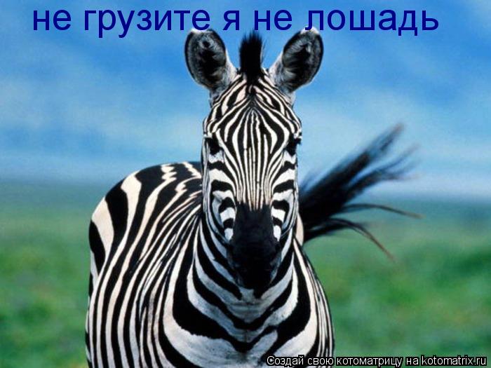 не грузите я не лошадь... Котоматрица: не грузите я не лошадь