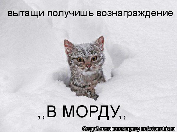вытащи получишь вознаграждение ,,В МОРДУ,,... Котоматрица: вытащи получишь вознаграждение ,,В МОРДУ,,