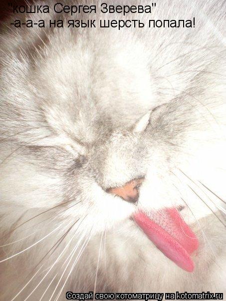 "кошка Сергея Зверева" -а-а-а на язык шерсть попала!... Котоматрица: "кошка Сергея Зверева" -а-а-а на язык шерсть попала!