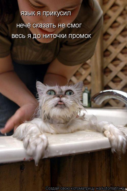язык я прикусил нечё сказать не смог весь я до ниточки промок... Котоматрица: язык я прикусил нечё сказать не смог весь я до ниточки промок